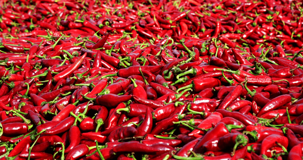 01-fuszerpaprika-utoerlelese-min-1024x542
